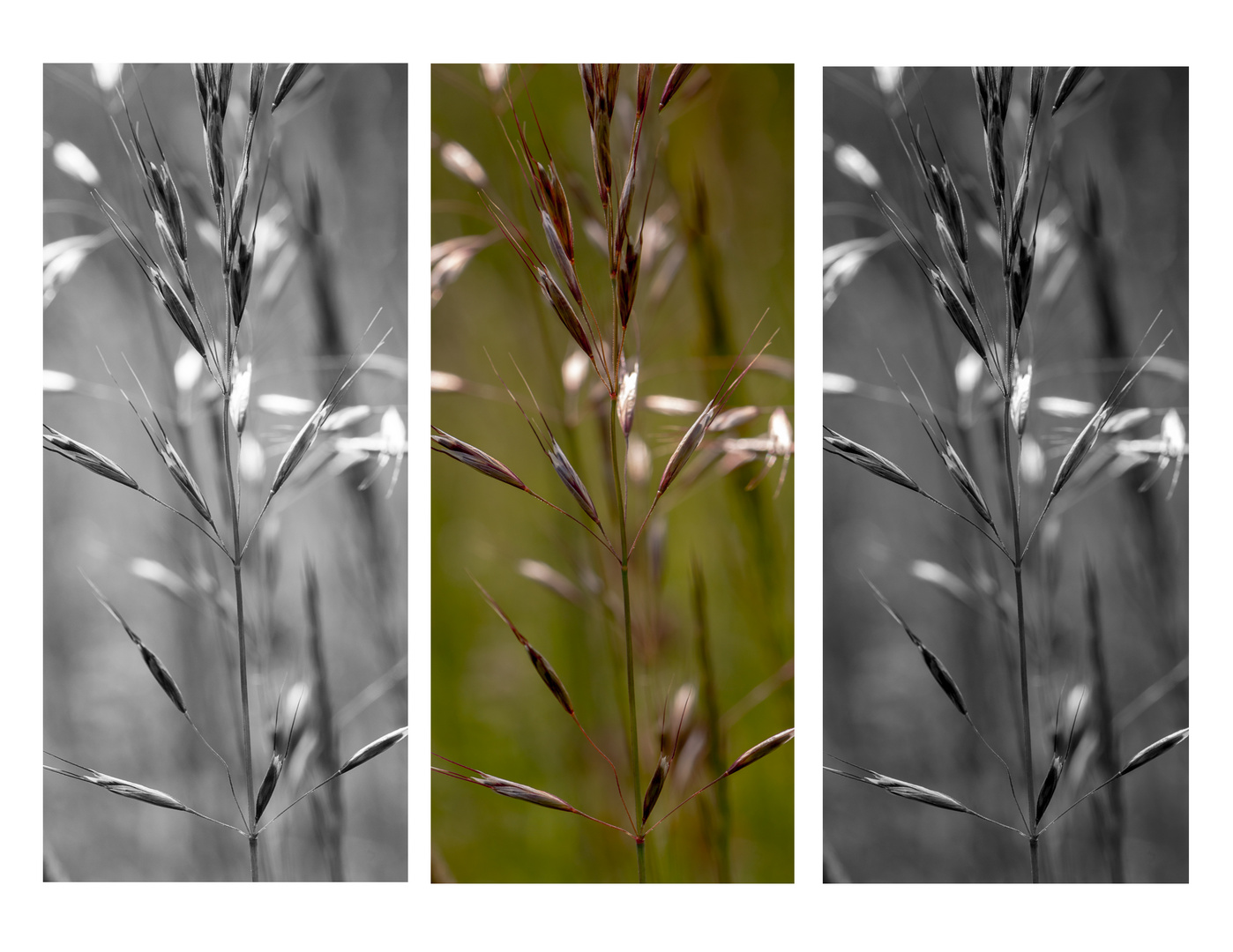 Gras in drei Variationen