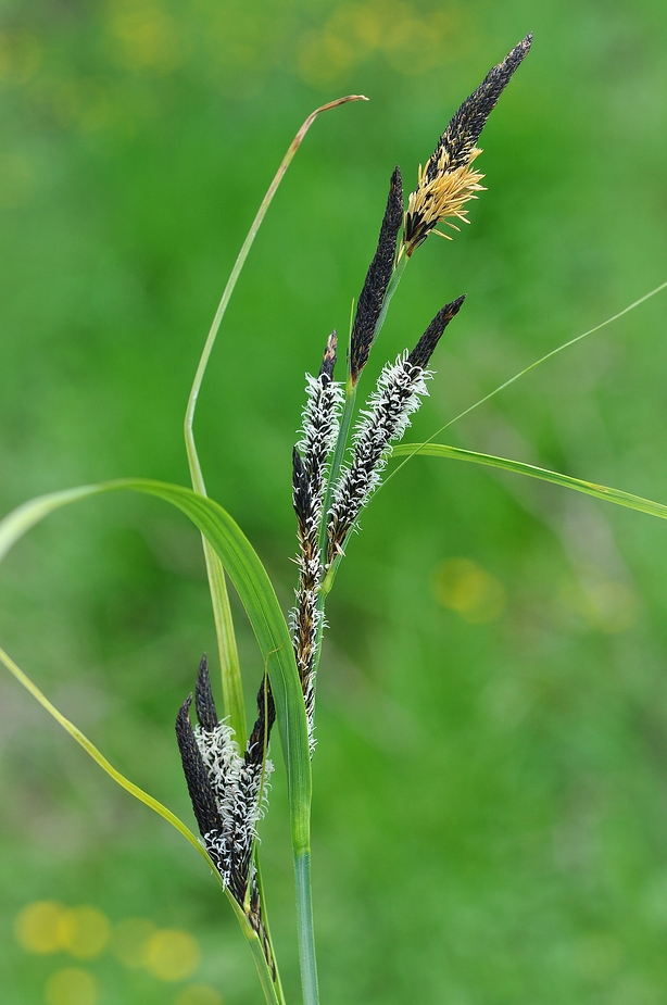 Gras in Feuchtwiese.....