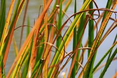 Gras in Herbstfarben