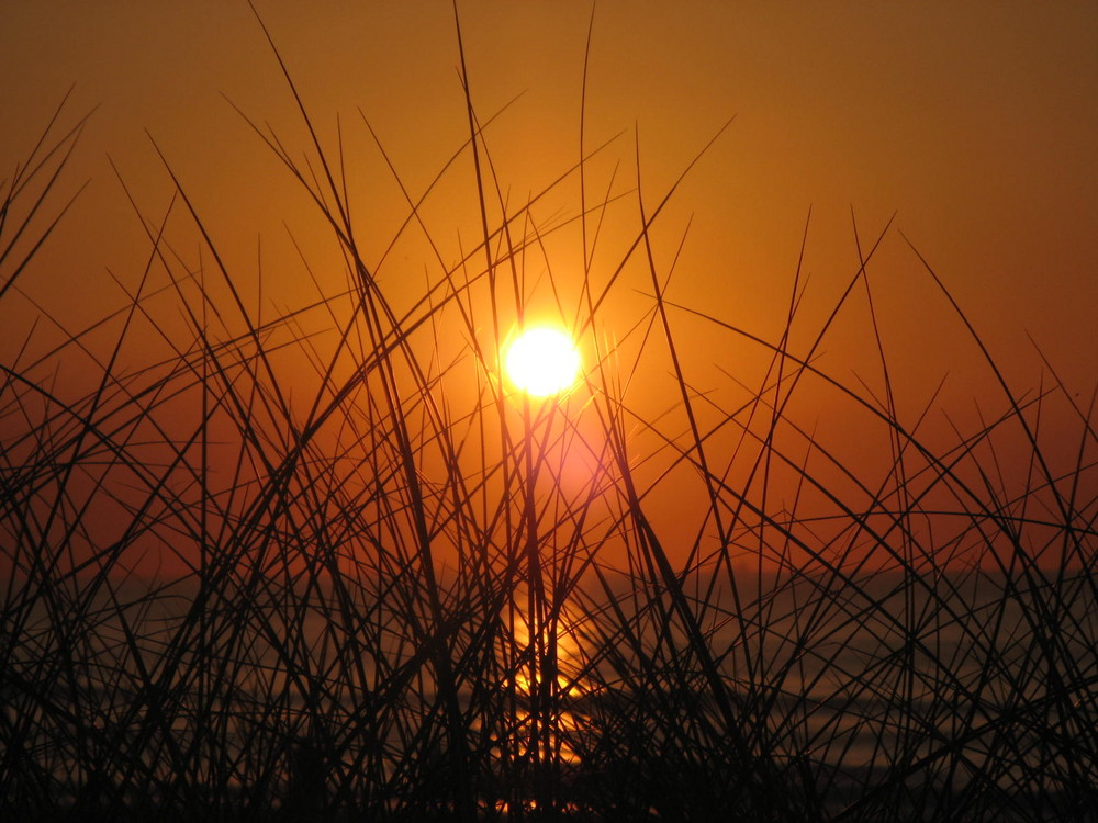 gras in holland