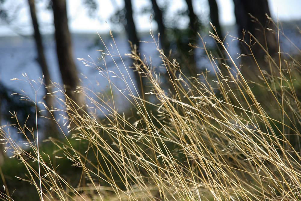 Gras in Schweden