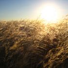 Gras in the wind