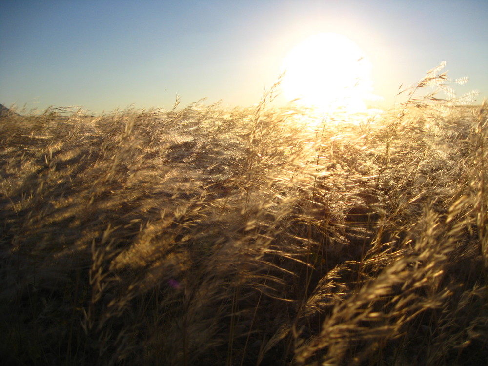 Gras in the wind