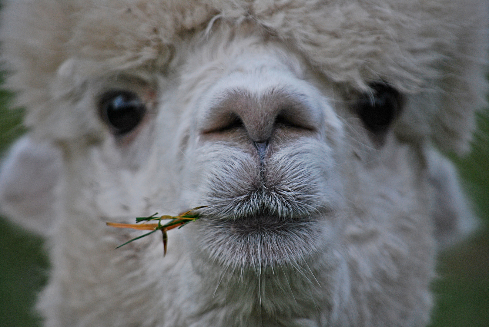 Gras ist gesund, ...