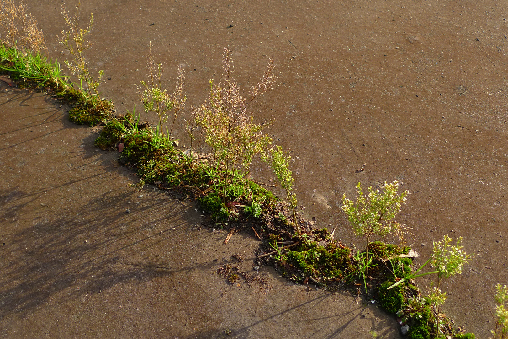 Gras ist stärker als Teer!