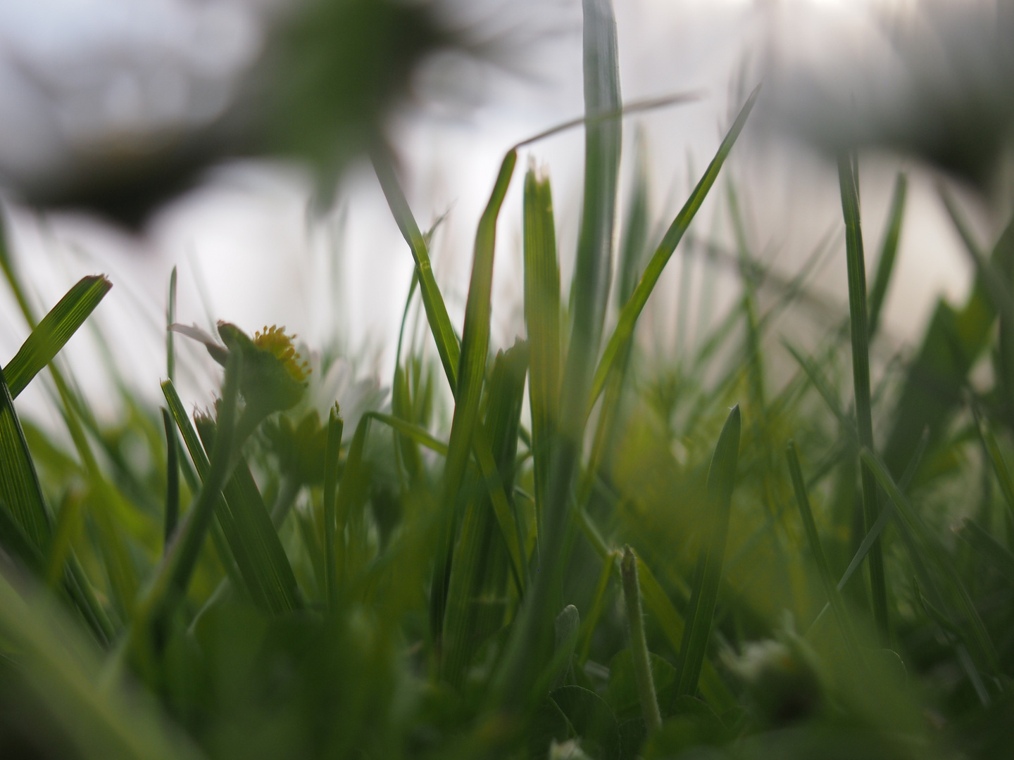 Gras (Käferperspektive)