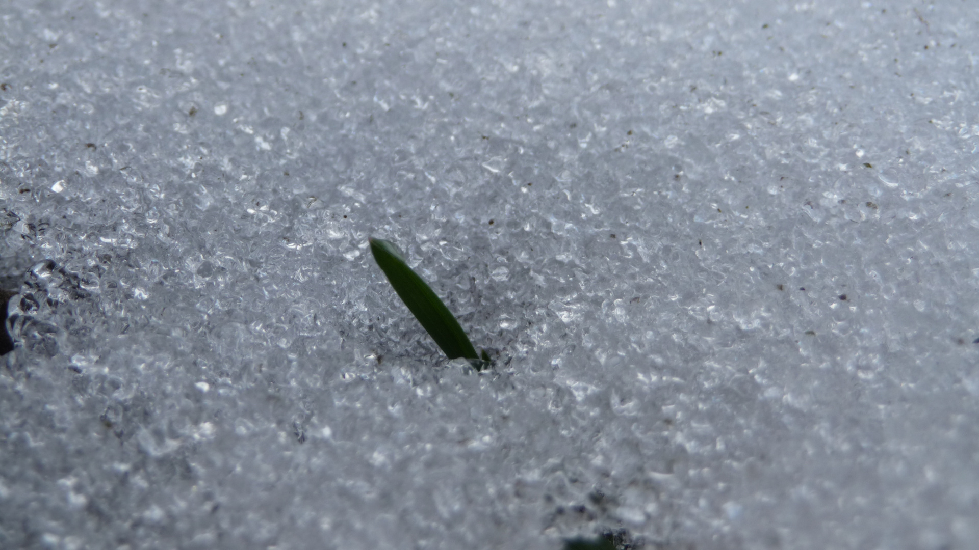 Gras kommt durchs Eis