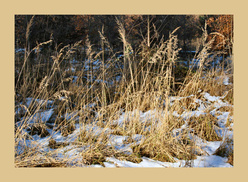 Gras lässt sich von Wintersonne verwöhnen