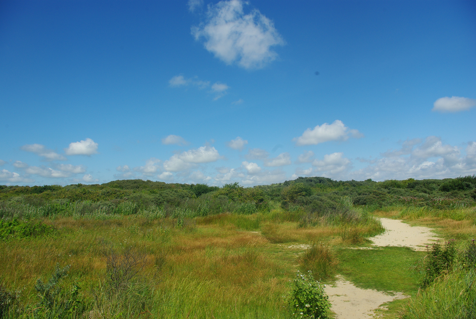 Gras Landschaft