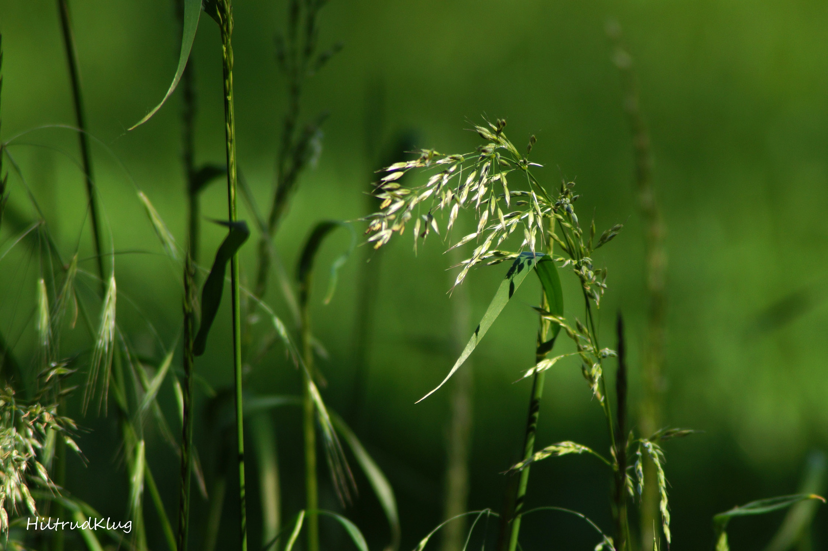   Gras Licht und Schatten