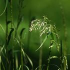   Gras Licht und Schatten