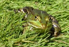 Gras macht lustig