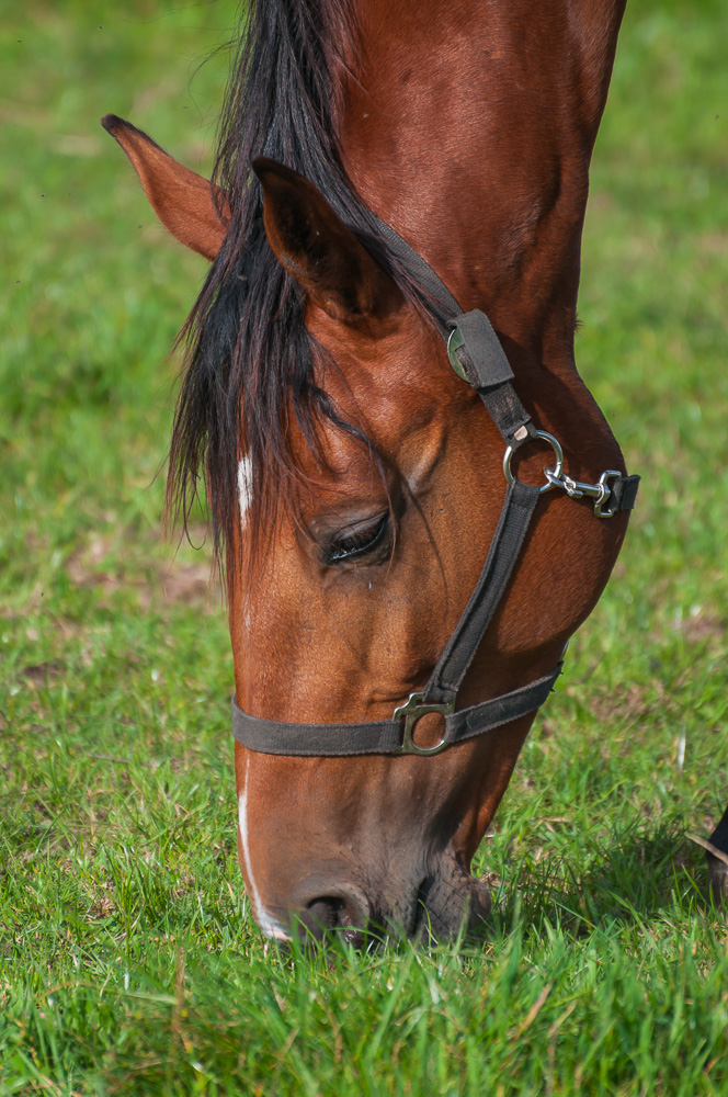 Gras macht schlank