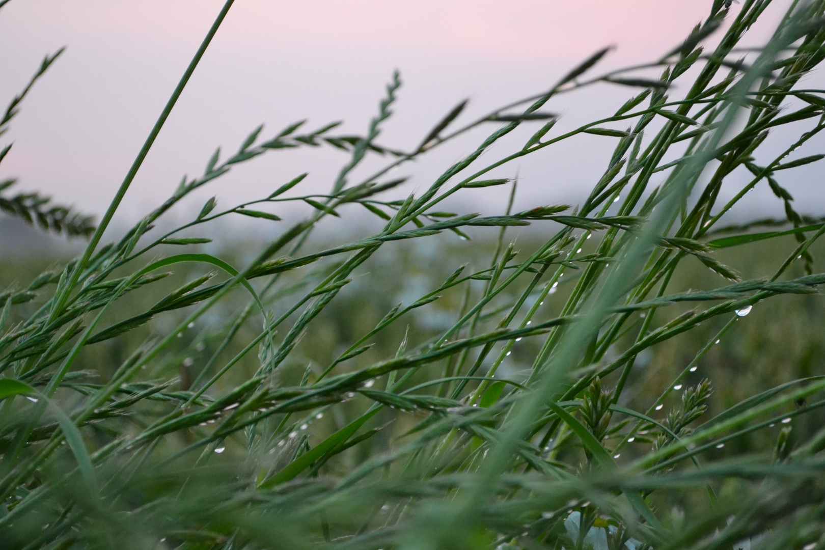 Gras mal anders betrachtet...