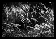 Gras-Meer