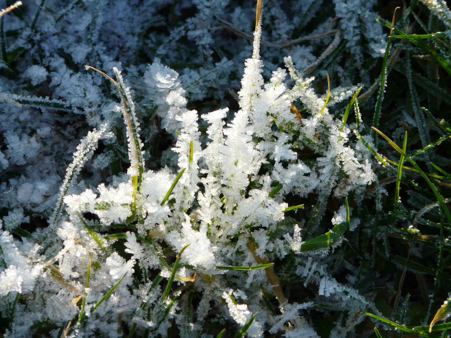 Gras mit Eiskristallen