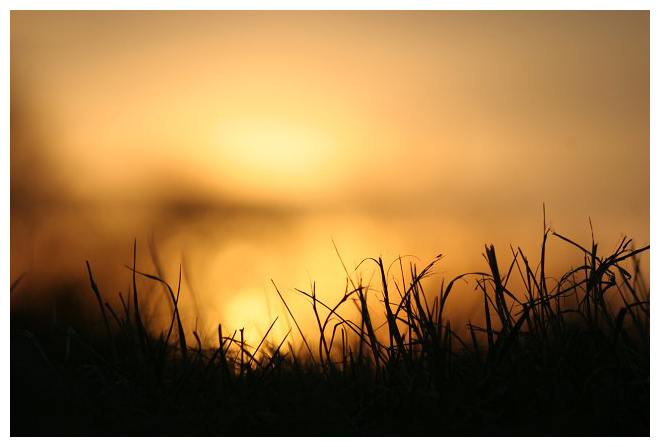 Gras mit Fliege am Dresdner Elbufer