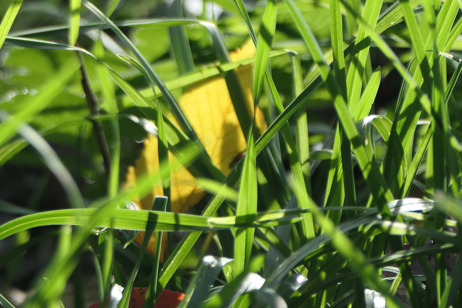 Gras mit Herbstblatt