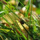 Gras mit Käfer