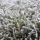 Gras mit Morgenfrost