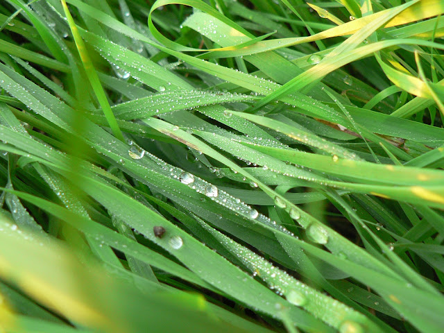 Gras mit Morgentau