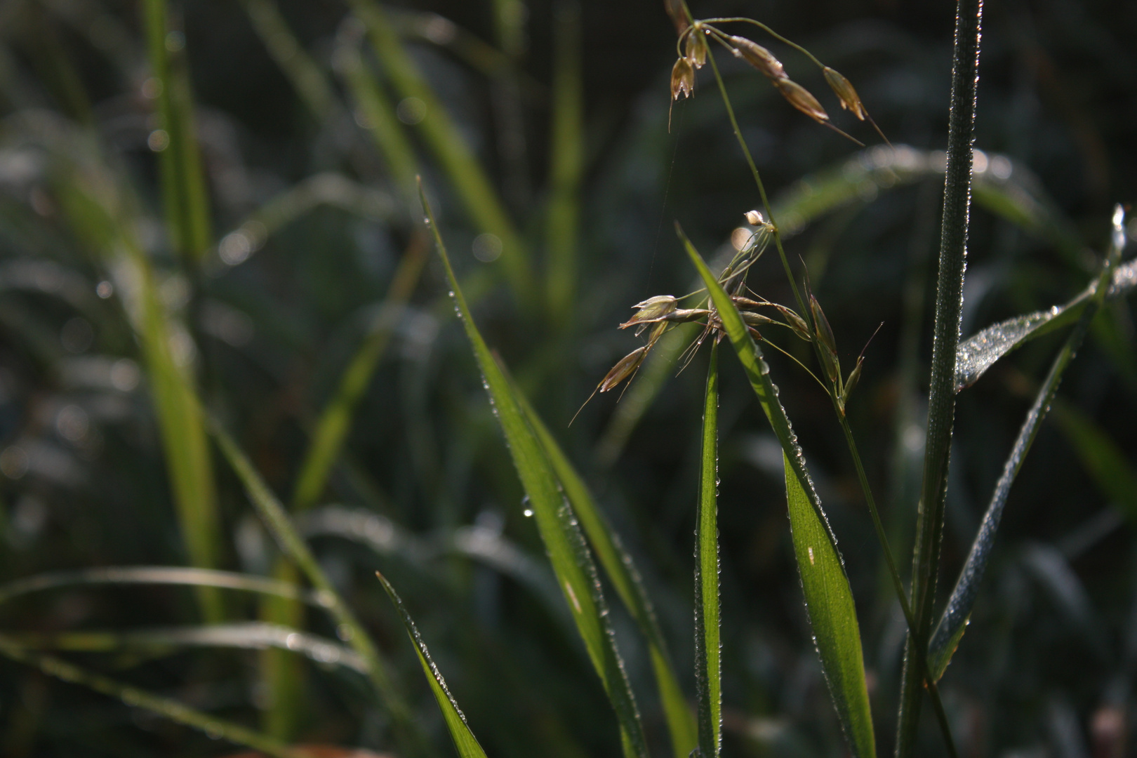 Gras mit Morgentau