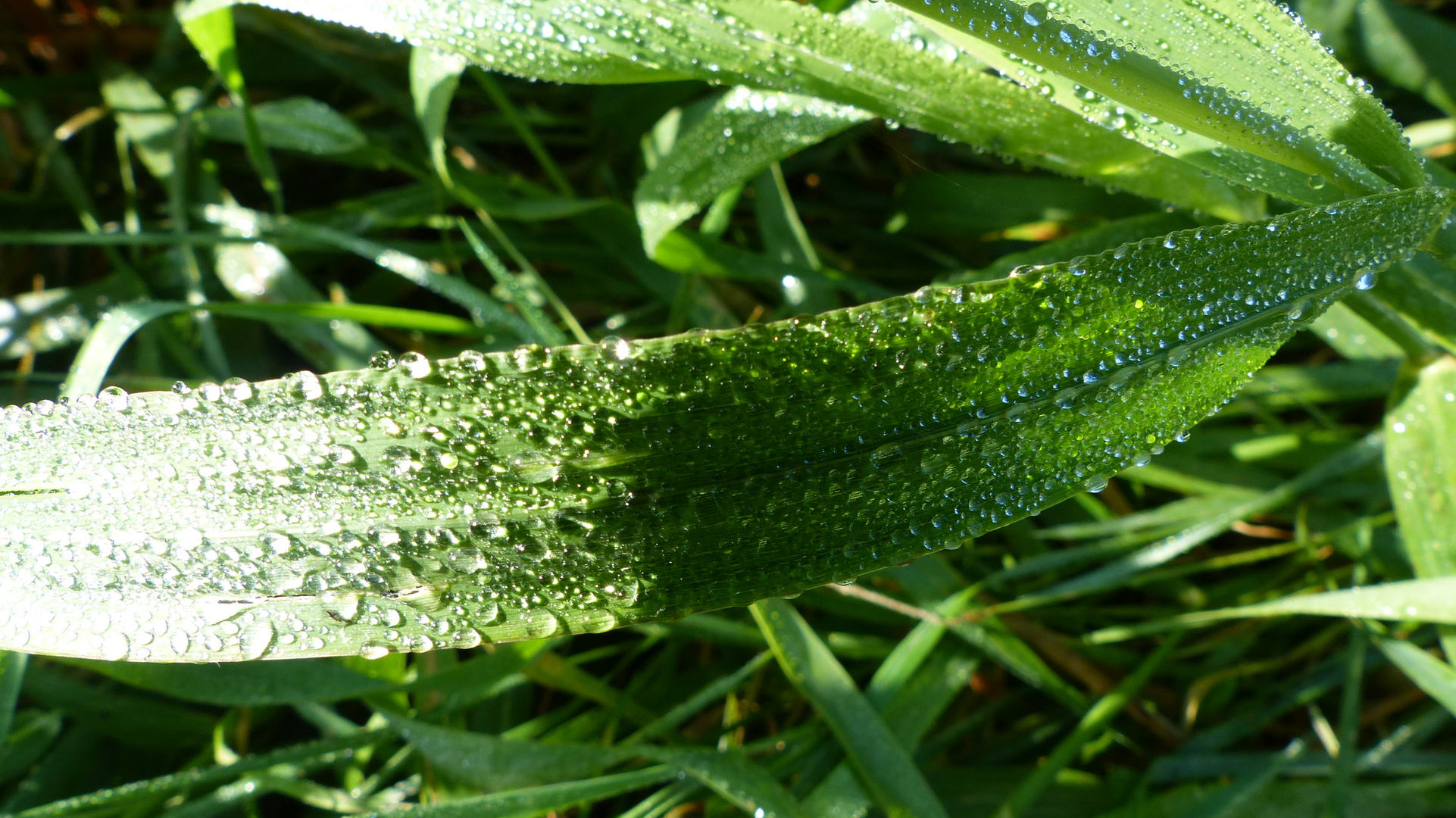 Gras mit Morgentau