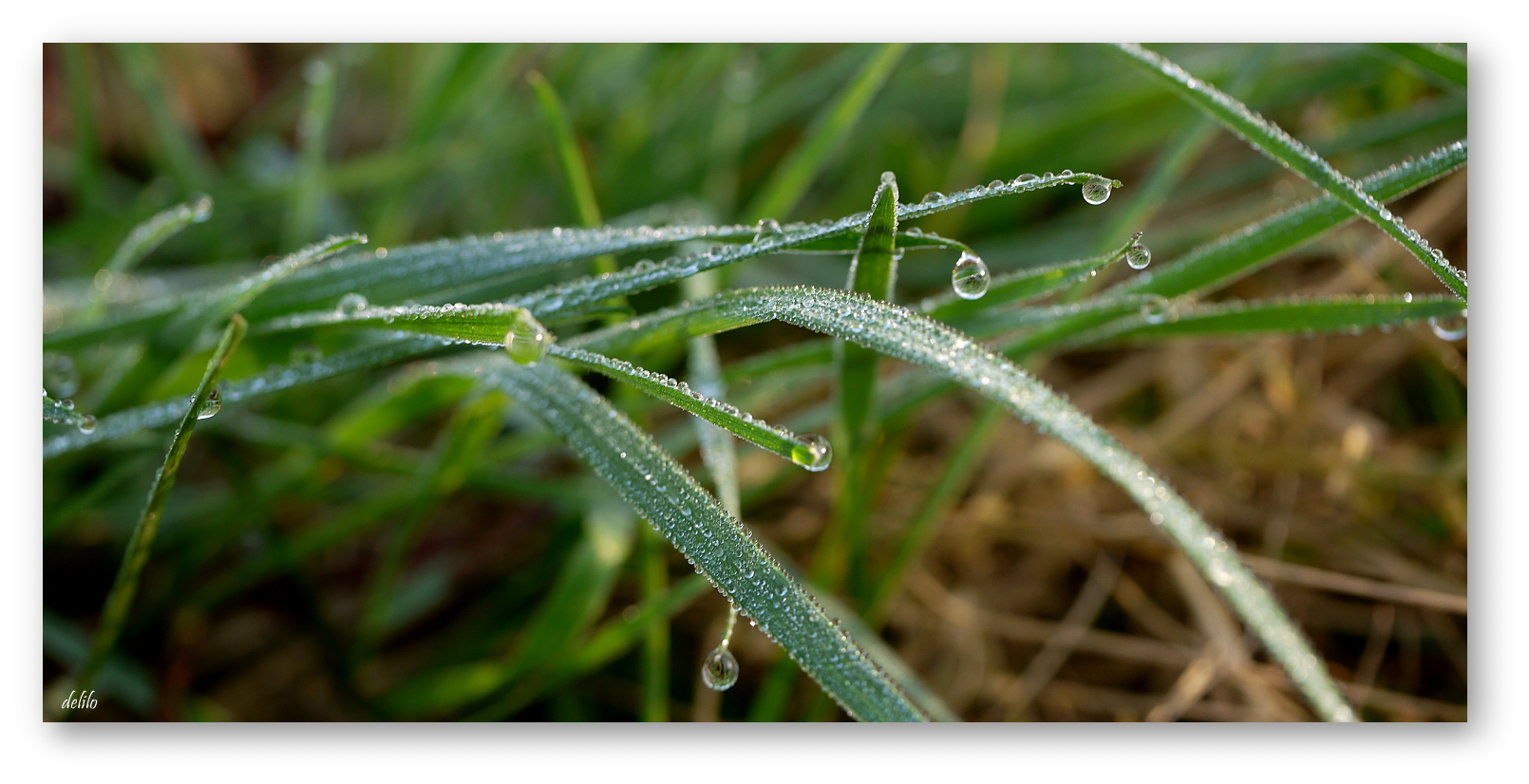 Gras mit Perlen