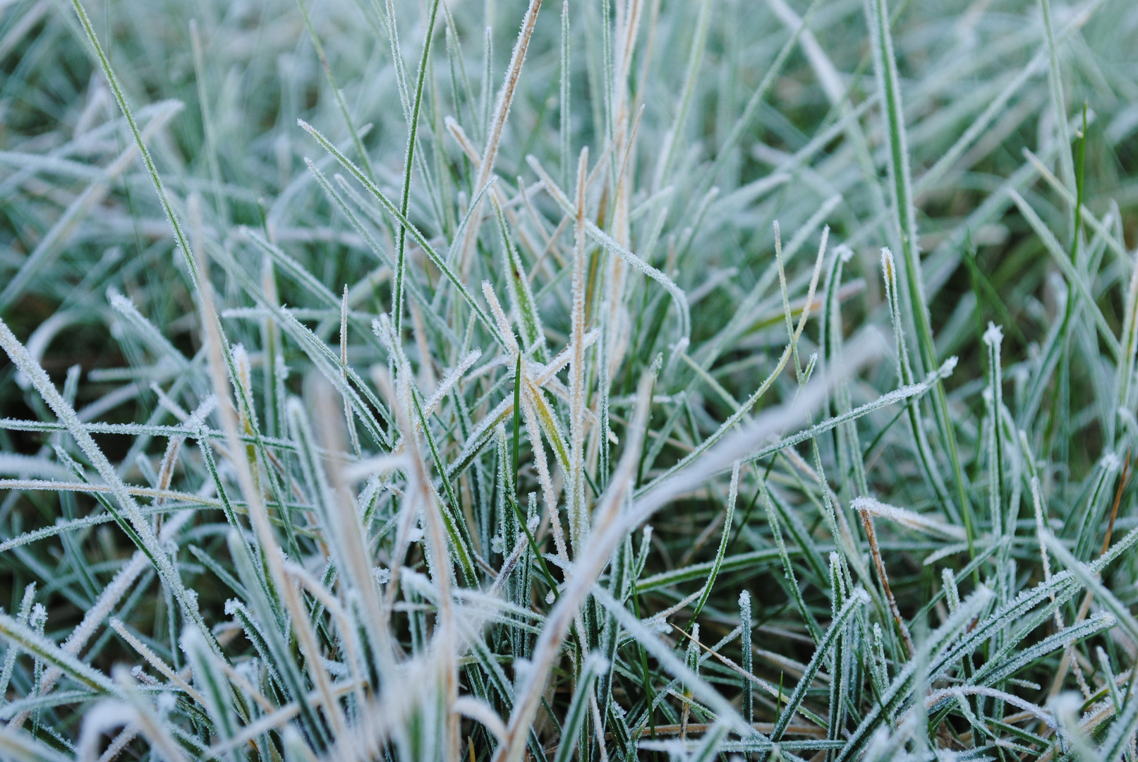 Gras mit Raureif