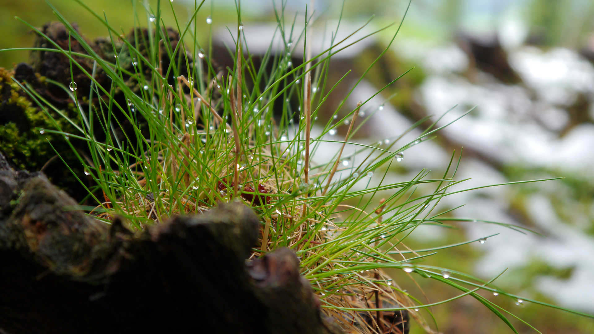 Gras mit Regentropfen