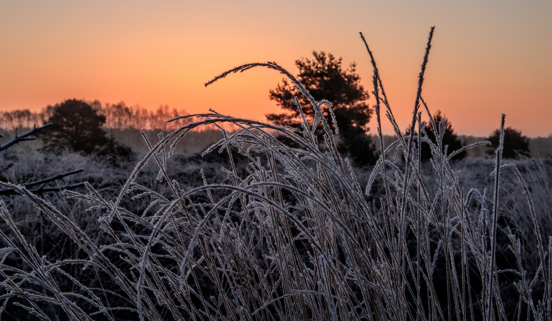 Gras mit Reif 