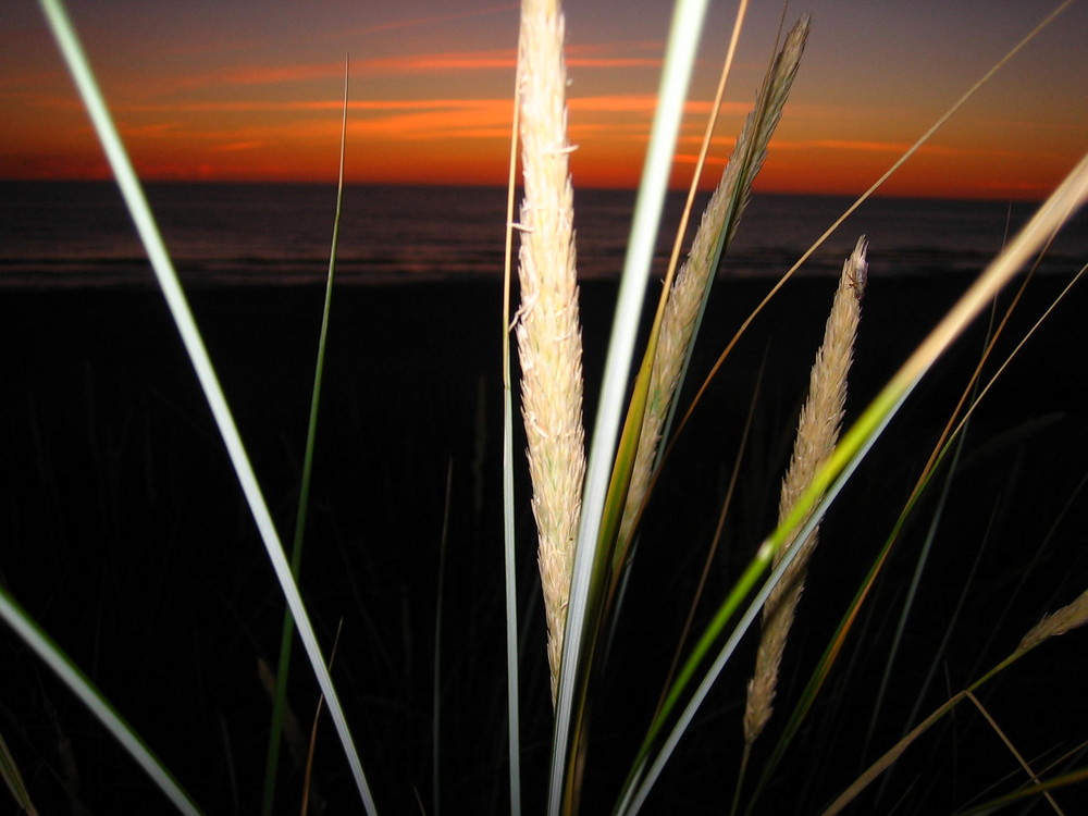 Gras mit rotem Himmel