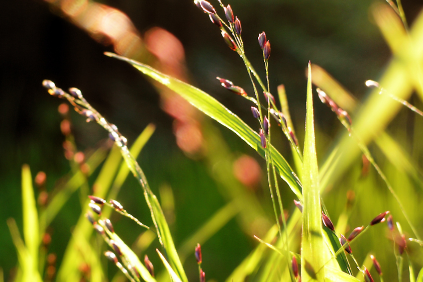 Gras mit Samen