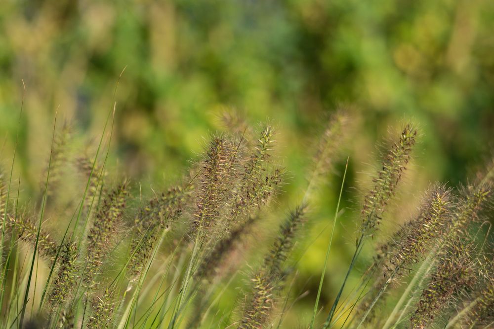 Gras mit Samen