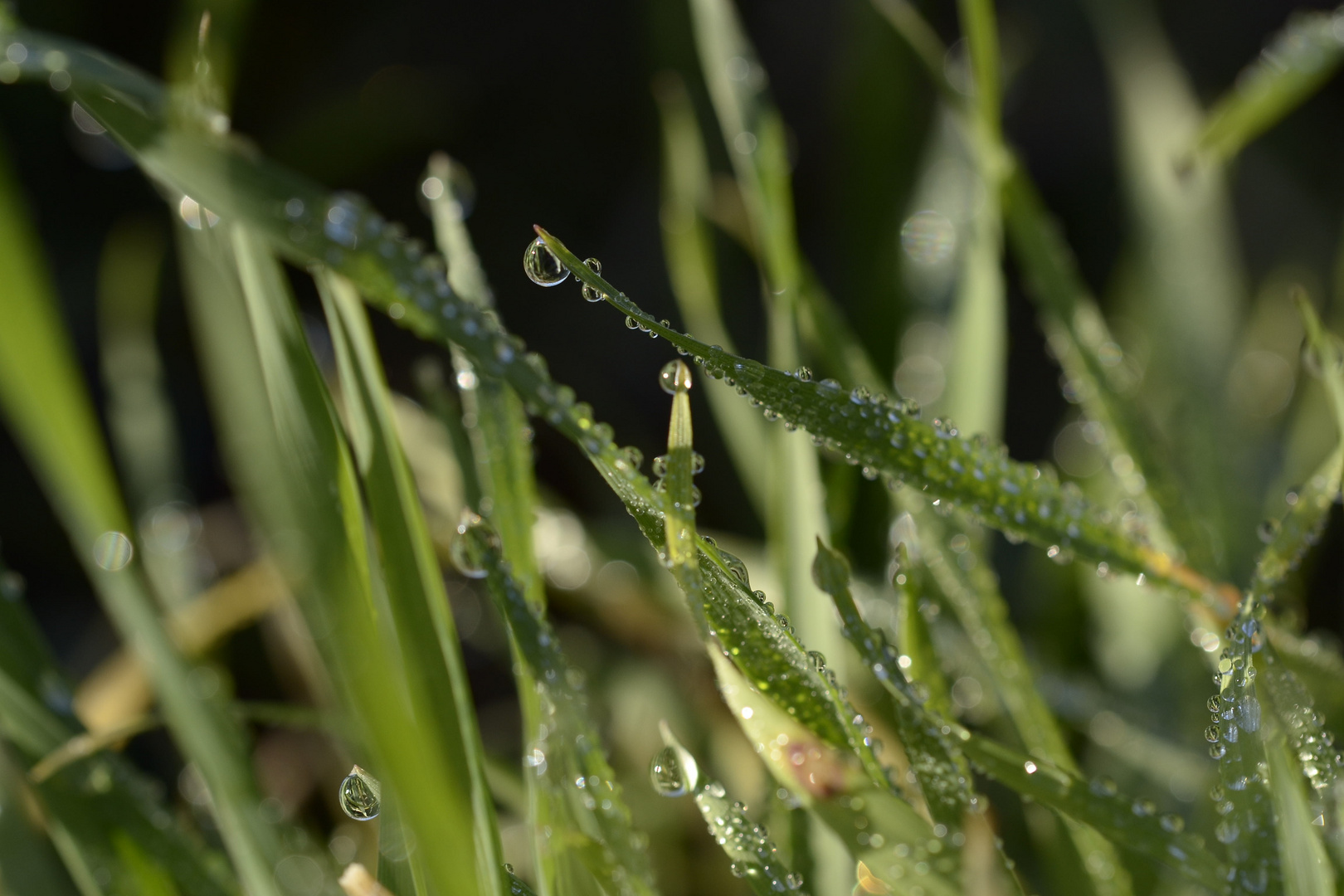 Gras mit Tau