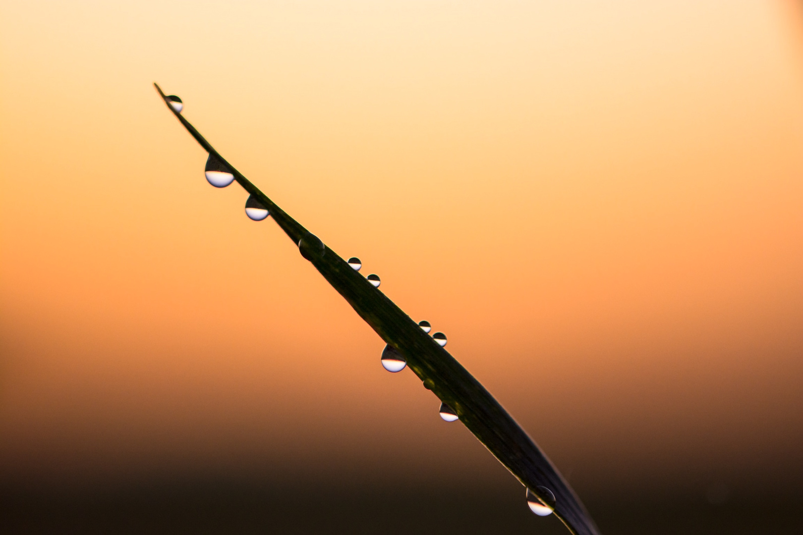 Gras mit Tautröpfchrn im Sonnenaufgang 