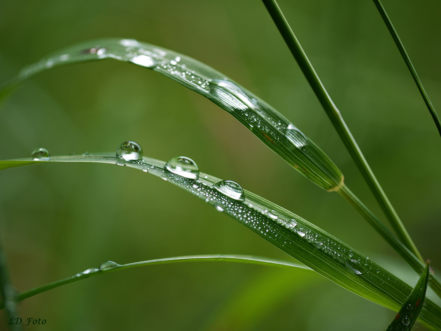 Gras mit Tautropfen