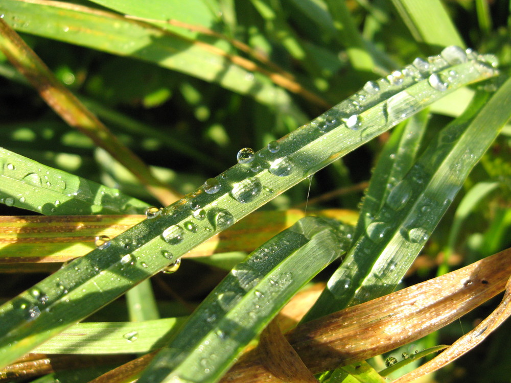 Gras mit Tautropfen