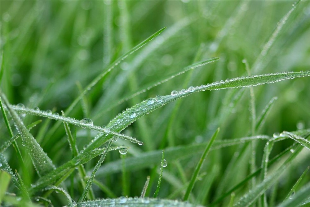 Gras mit Wassertropfen