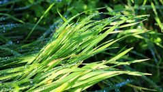 Gras mit Wassertropfen