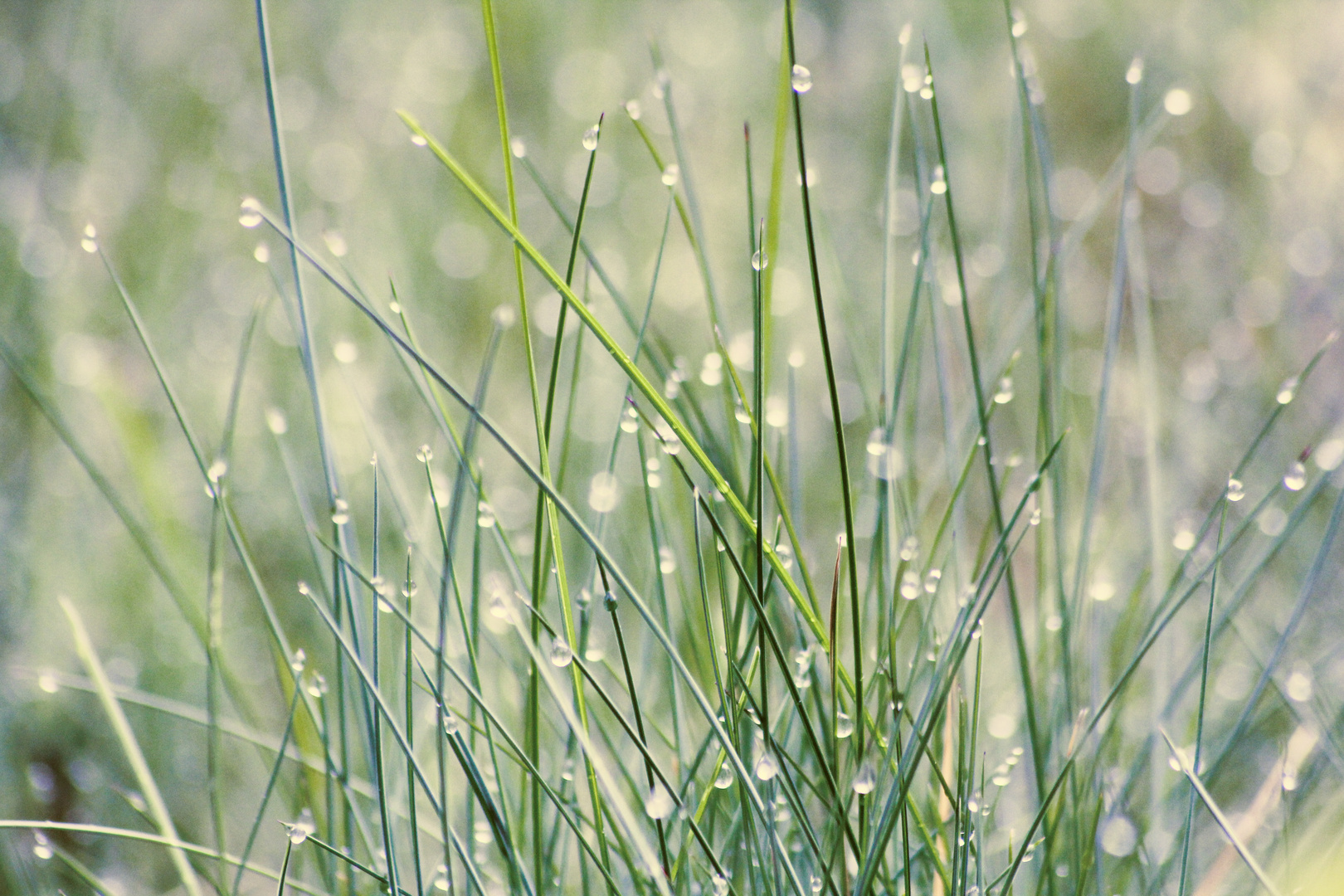 Gras nach einem Schauer