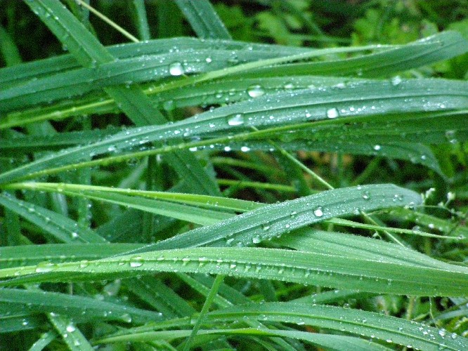 Gras nach einer Regennacht im August