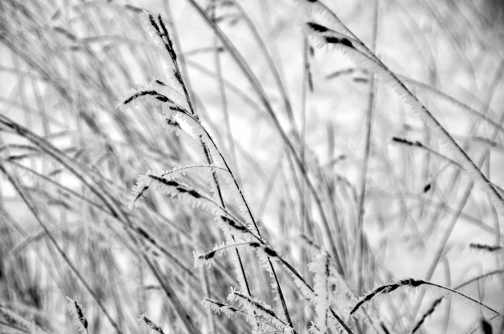 Gras nach kalter Nacht