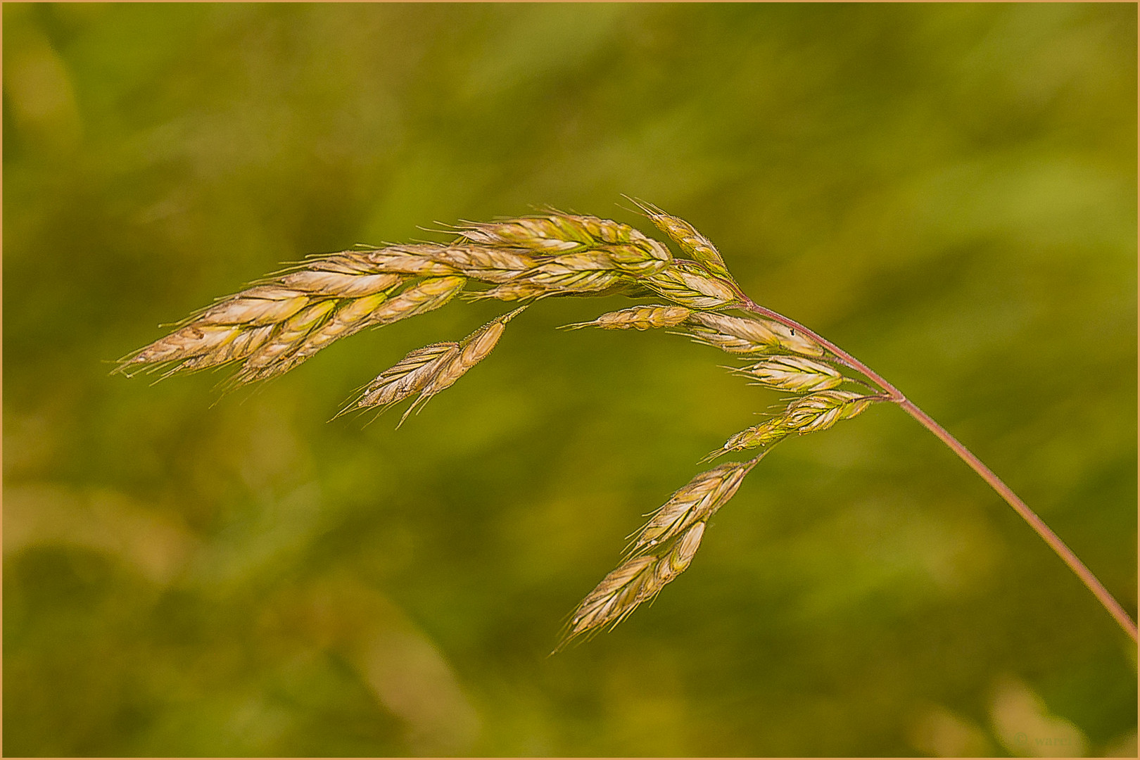 Gras oder Getreide?