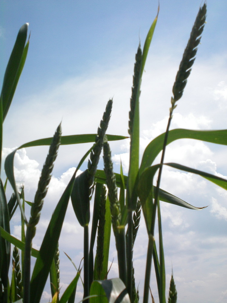 Gras ... oder Korn....