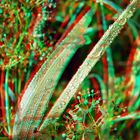 Gras-Perlen (3D-Anaglyphe)