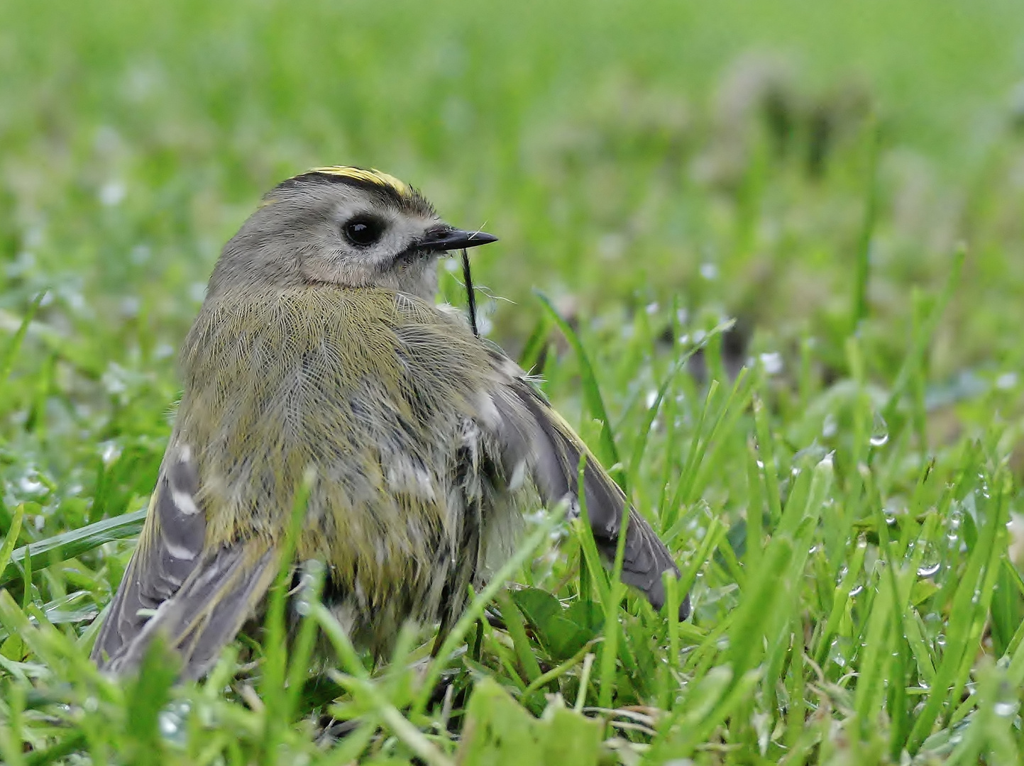 "Gras-Perlen-Bad".....