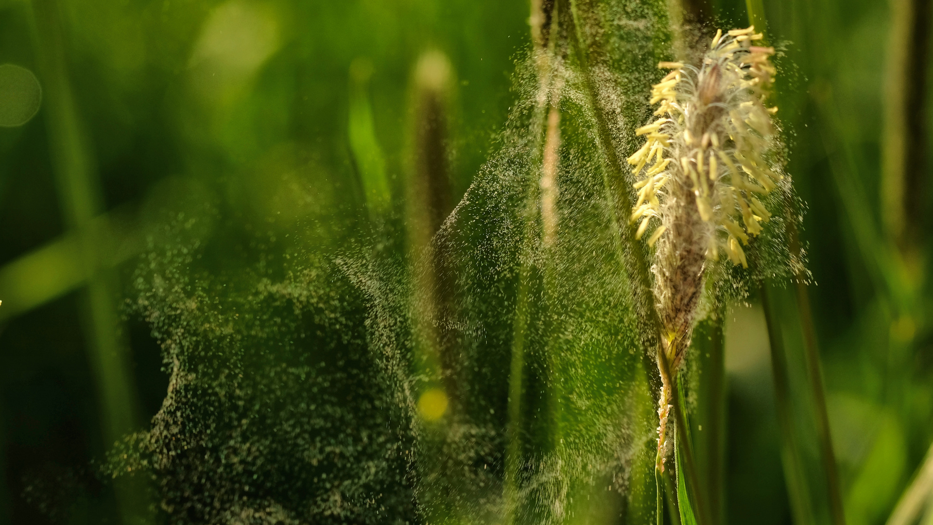 Gras-Pollen im Sonnenlicht