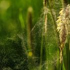 Gras-Pollen im Sonnenlicht