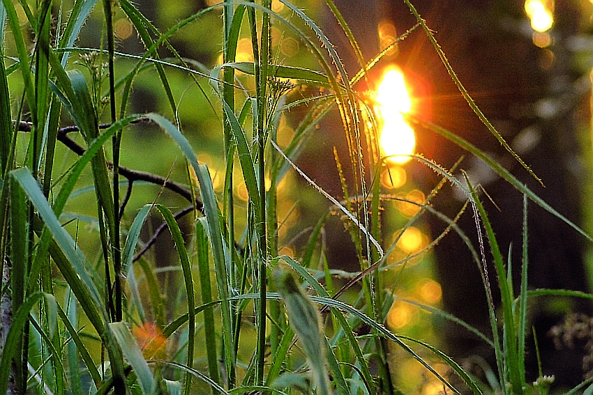 Gras (Reflektionen)